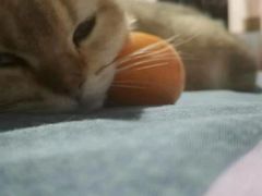 -东方名猫馆·英短金渐层布偶猫舍(环线广场1号楼店)