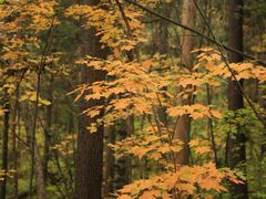 -五营红松林海景区