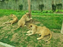 -北京野生动物园