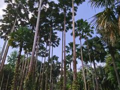 -中国科学院西双版纳热带植物园