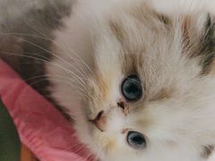 -楼上猫咖(罗湖店)