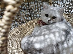 -飞行喵MR PILOT|猫舍·猫咖(静安大融城店)