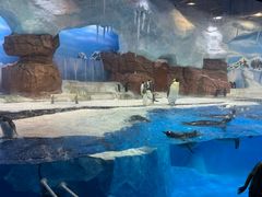 -海合安成都极地海洋公园
