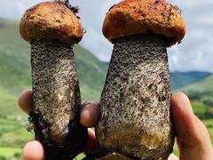 -芍药居北里