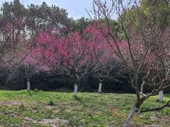 -上海海湾国家森林公园