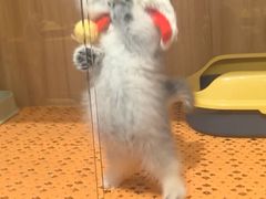 -欣宠猫屋·矮脚拿破仑·蓝金金渐层