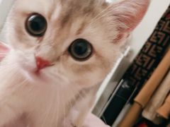 -lincat·猫舍(广州店)