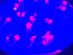 -烟台海昌鲸鲨海洋公园