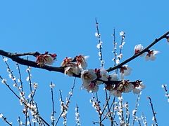 -香雪海