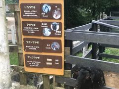 -神户市立六甲山牧场