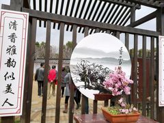-香雪海