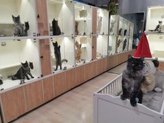 -十年猫舍·猫咪专门店(普陀店)