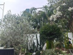 -自由生长植物工作室(深港花卉中心店)