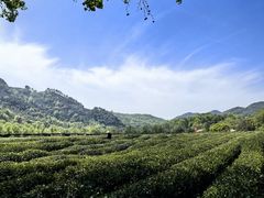 -中国茶叶博物馆(双峰馆区)