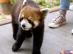 -北京野生动物园