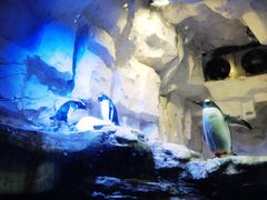 -华夏文旅海洋公园