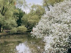 -上海共青森林公园