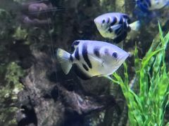 -瑞普利水族馆