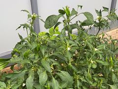 -许鲜生健康生活馆·精细潮菜(奥绅体育公园店)