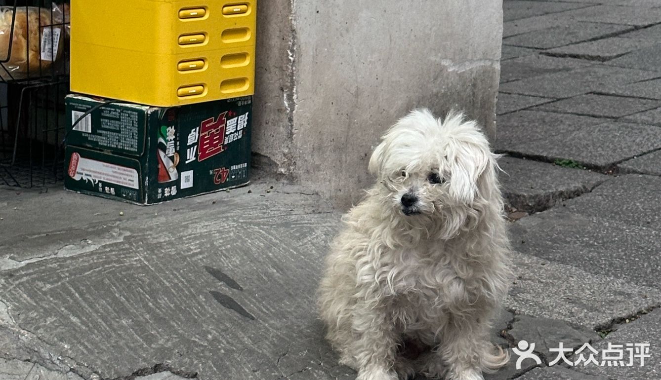 我的布偶也想尝尝奶茶