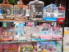 -清平路水族市场