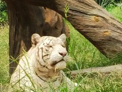 -北京野生动物园