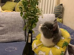 -纳吉亚猫专科动物医院(康都外科中心)
