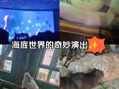 -海合安武汉极地海洋公园
