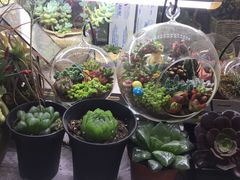 -万商花鸟市场