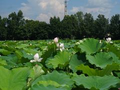 -三圣花乡旅游区