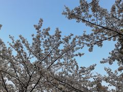 -高东镇樱花园