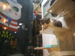 -猫咪博物馆(顶澳仔猫街店)