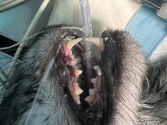 -爱诺耐芙动物医院(万博店)