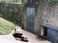 -都江堰中华大熊猫苑