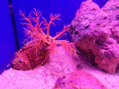 -上海海洋水族馆