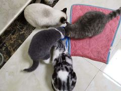 -喵zoo家庭繁育猫舍(尖东智能花园店)
