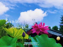 -莲花池公园