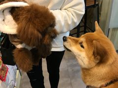 -PETKIT小佩宠物(古北店)
