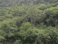 -黄花溪
