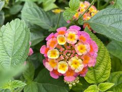-南宫五洲植物乐园