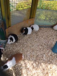 -萌宠亲子动物乐园(槐房万达店)