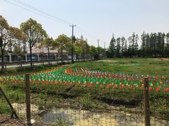 -上海长兴岛郊野公园