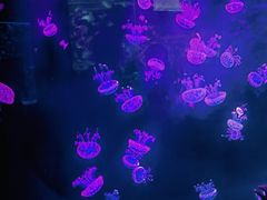 -石家庄极地海洋世界
