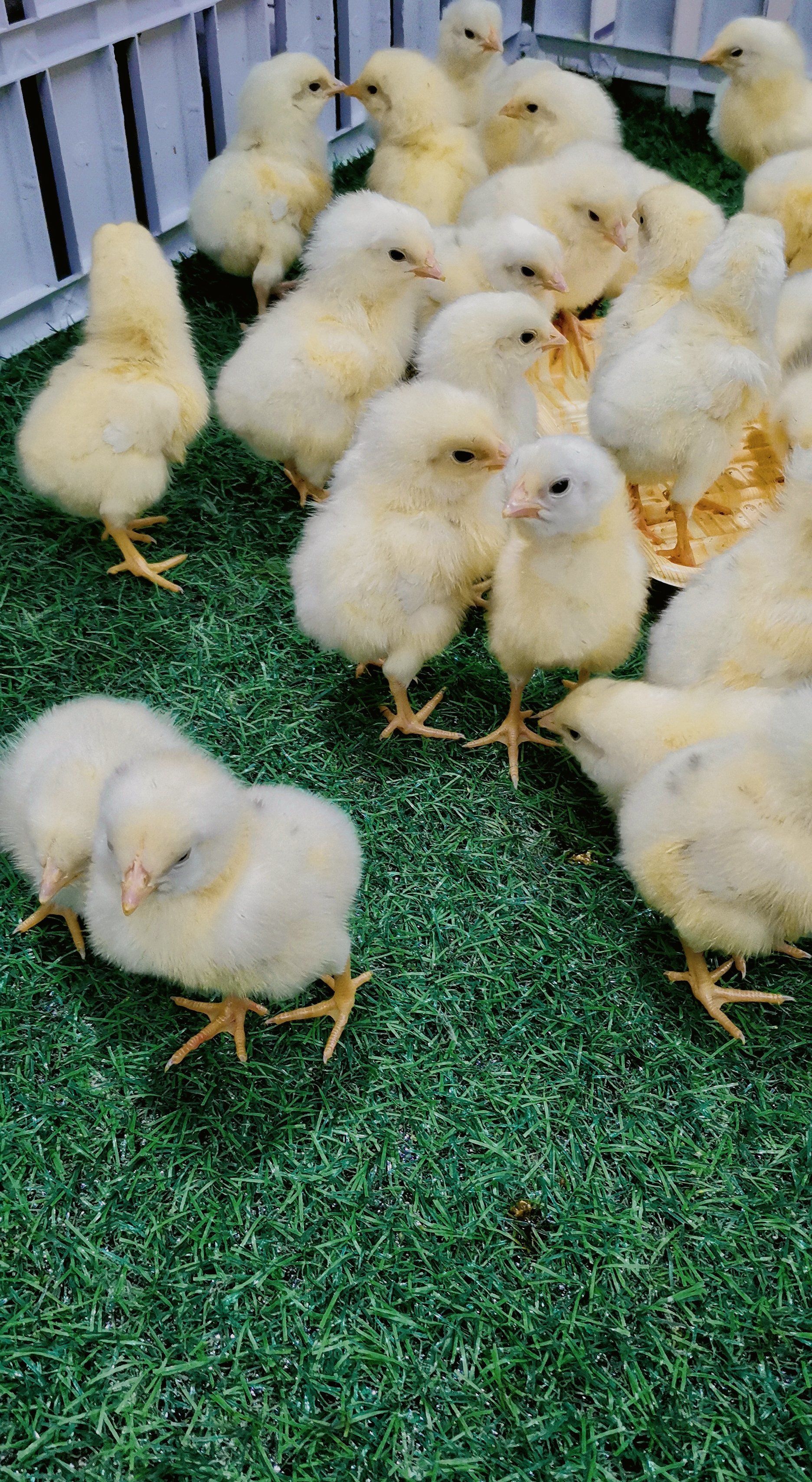 超市鸡蛋售卖处的小鸡🐤