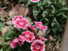 -台州府城(东湖)