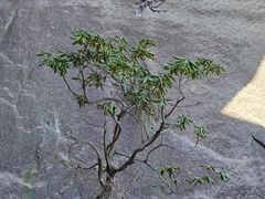 -天柱山风景区