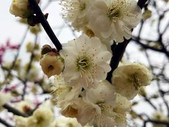 -秀丽东方