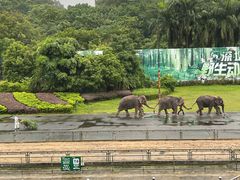 -深圳野生动物园