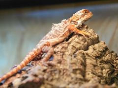 -Rabbit Cafe私房西餐甜点咖啡(栖霞路店)