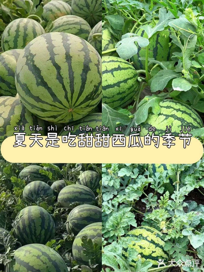 夏天是吃甜甜西瓜的季节